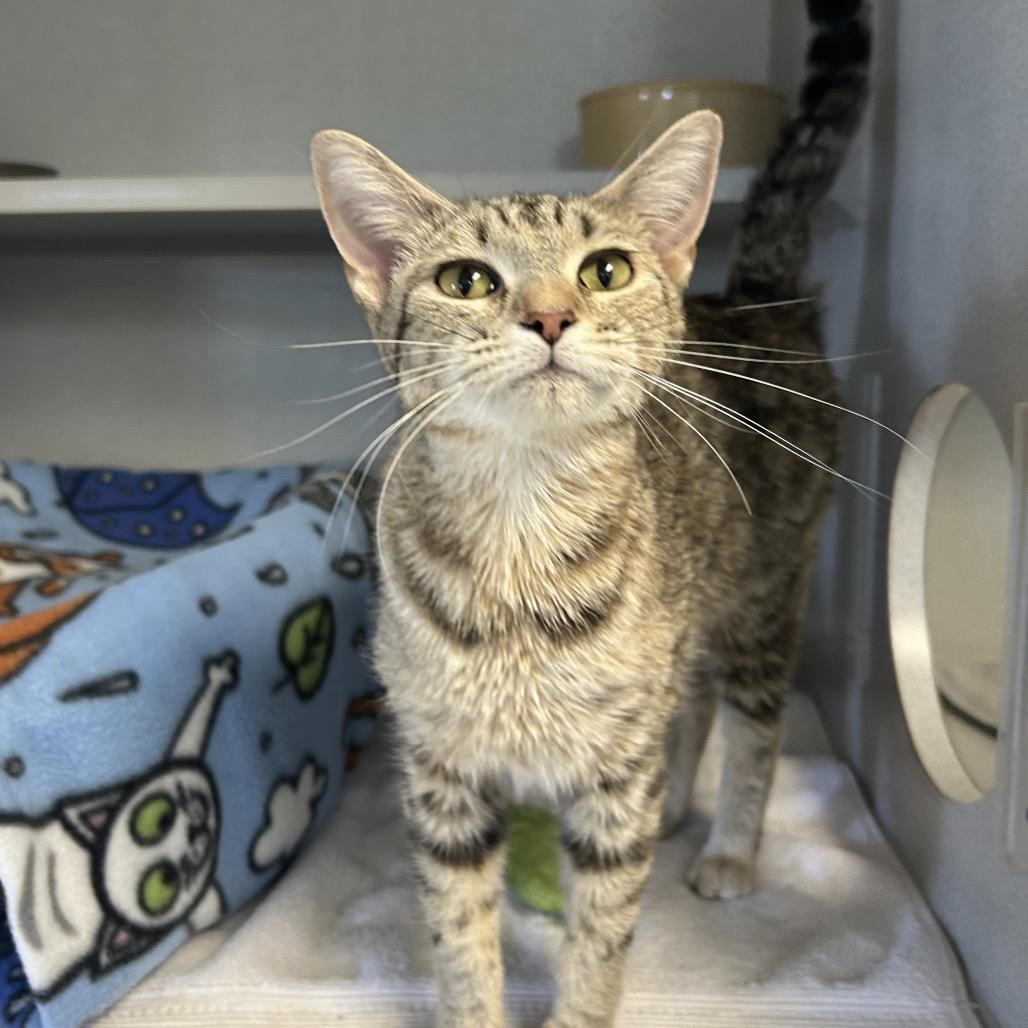 Georgia, a Adoptable Domestic Short Hair in Milford, IA image 3/4