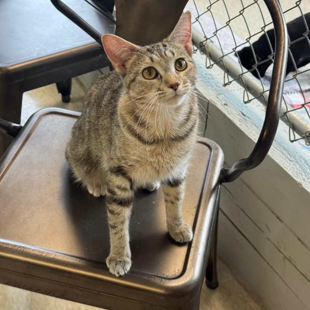 Georgia, a Adoptable Domestic Short Hair in Milford, IA image 5/6