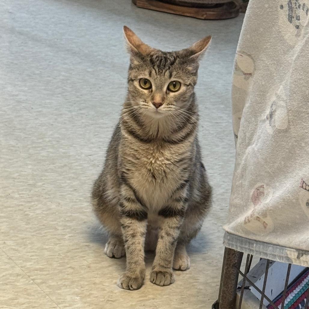 Enlarge Georgia, a Adoptable Domestic Short Hair in Milford, IA image 5/6