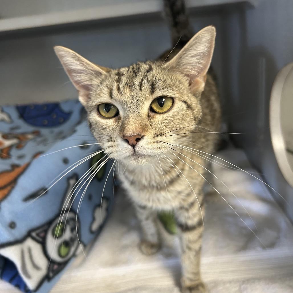 Georgia, a Adoptable Domestic Short Hair in Milford, IA image 4/4