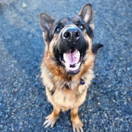 Enlarge Boika, a ADOPTABLE mixed breed in Bellingham, WA image 5/6