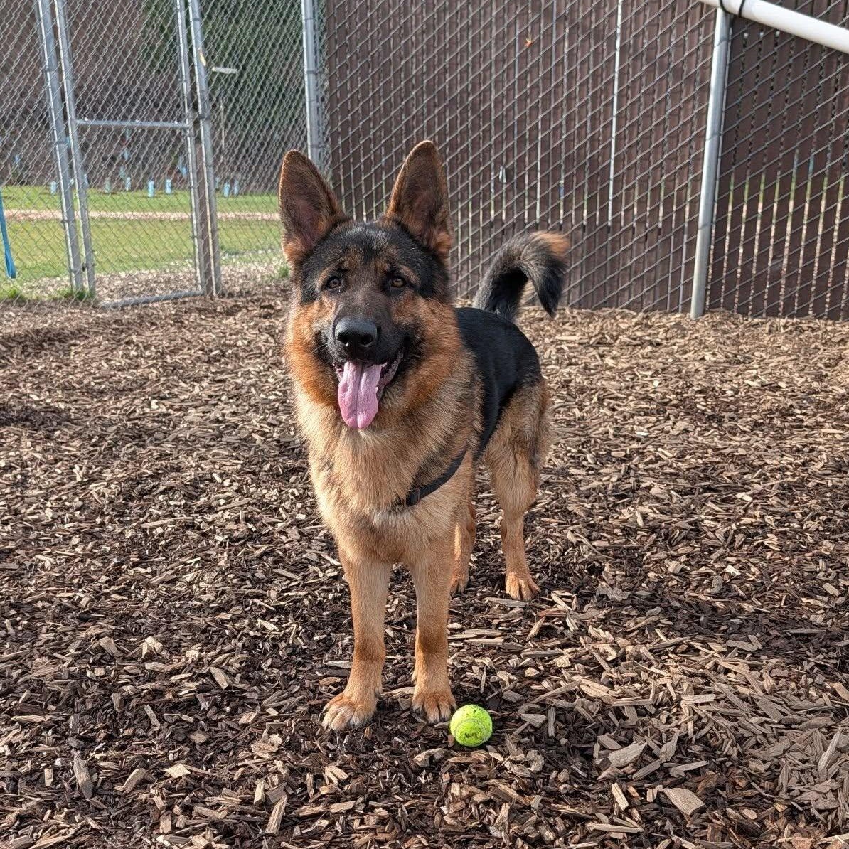 Enlarge Boika, a ADOPTABLE mixed breed in Bellingham, WA image 2/6