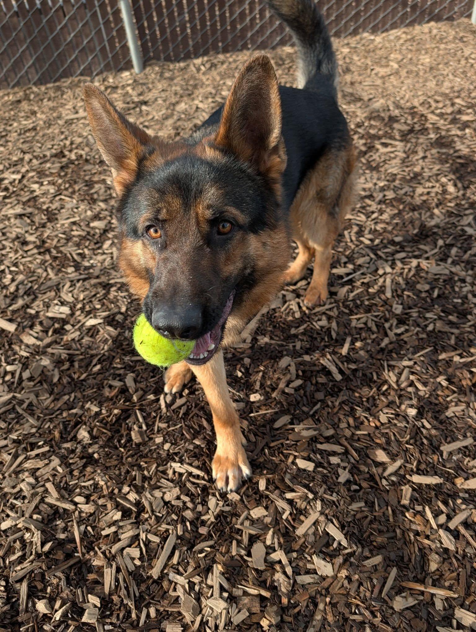 Enlarge Boika, a ADOPTABLE mixed breed in Bellingham, WA image 4/6