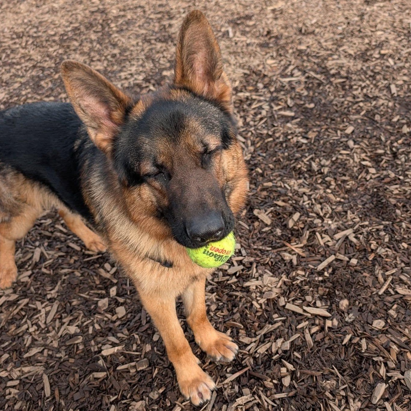 Enlarge Boika, a ADOPTABLE mixed breed in Bellingham, WA image 3/6