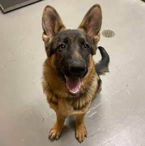 Enlarge Boika, a ADOPTABLE mixed breed in Bellingham, WA image 6/6