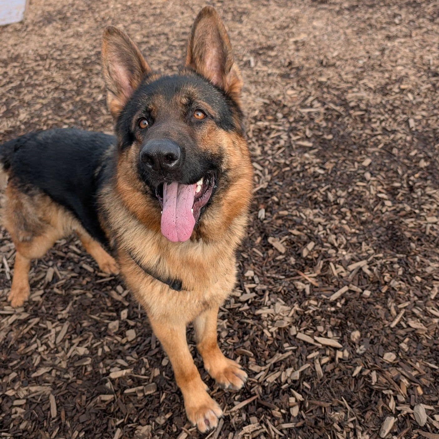 Boika, ADOPTABLE, Young Male German Shepherd Dog.