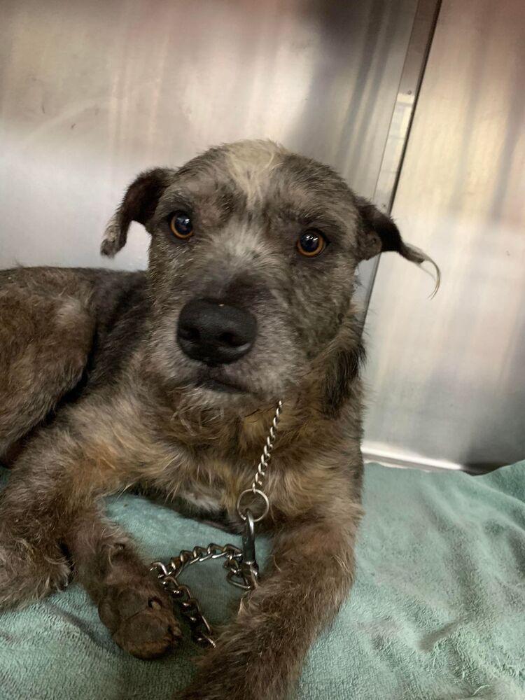 Tramp, Adopted, Adult Male Terrier & Irish Wolfhound.