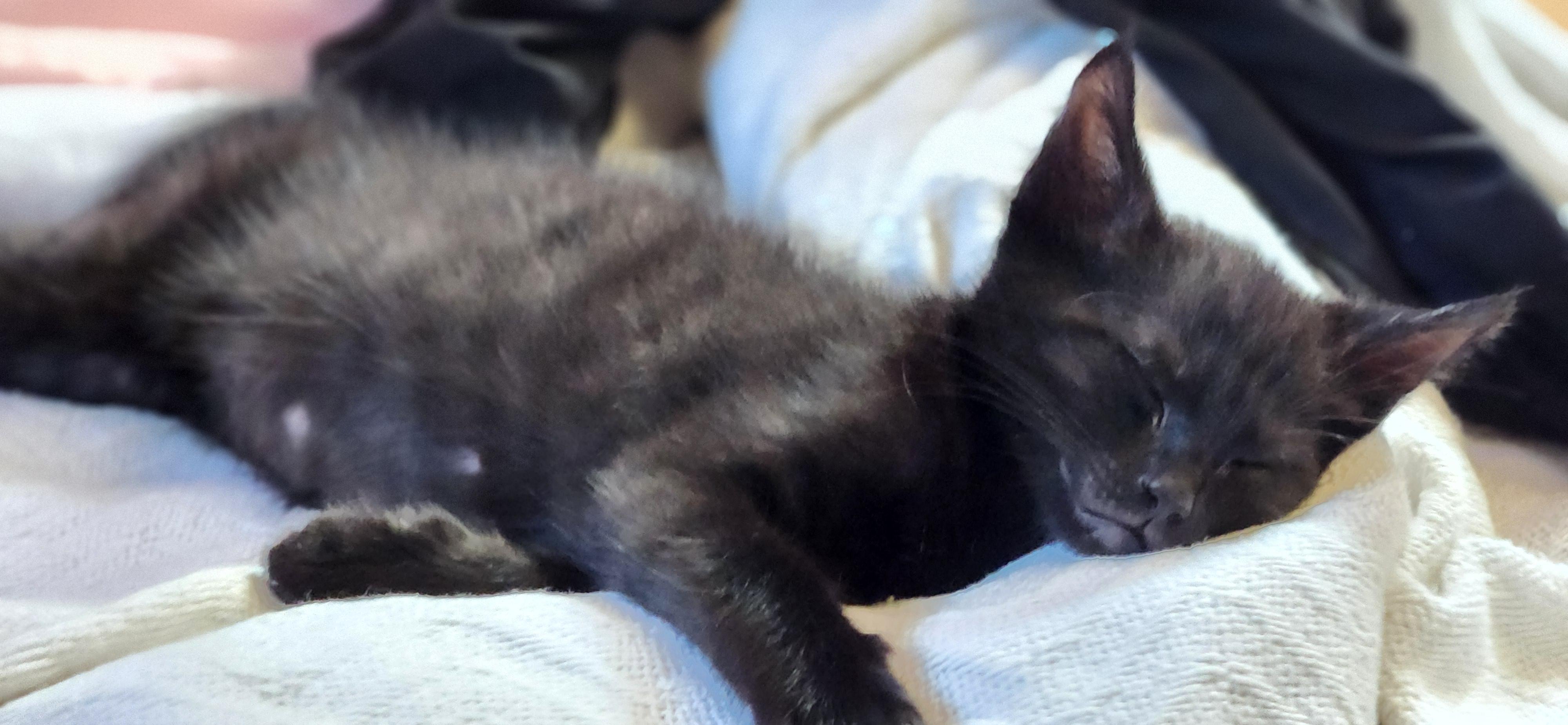 Enlarge Caleb, a Adopted mixed breed in Tracy, CA image 2/2