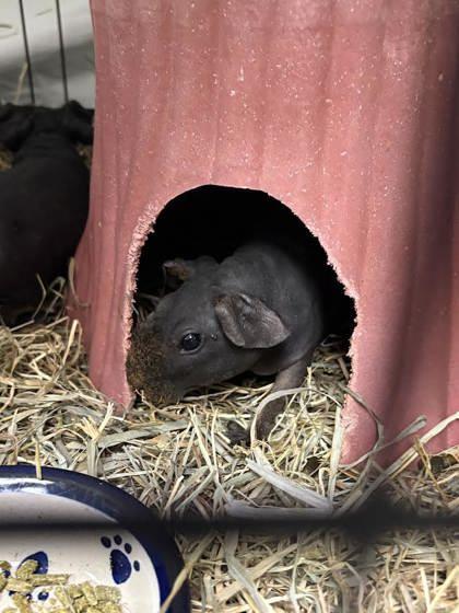 Tesco, Adoptable, Adult Female Guinea Pig.