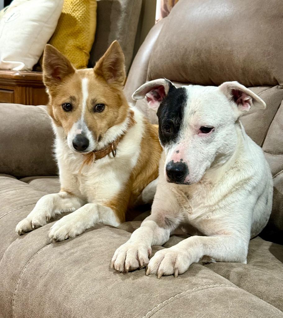 Dory, a Adoptable mixed breed in Decatur, IN image 1/4