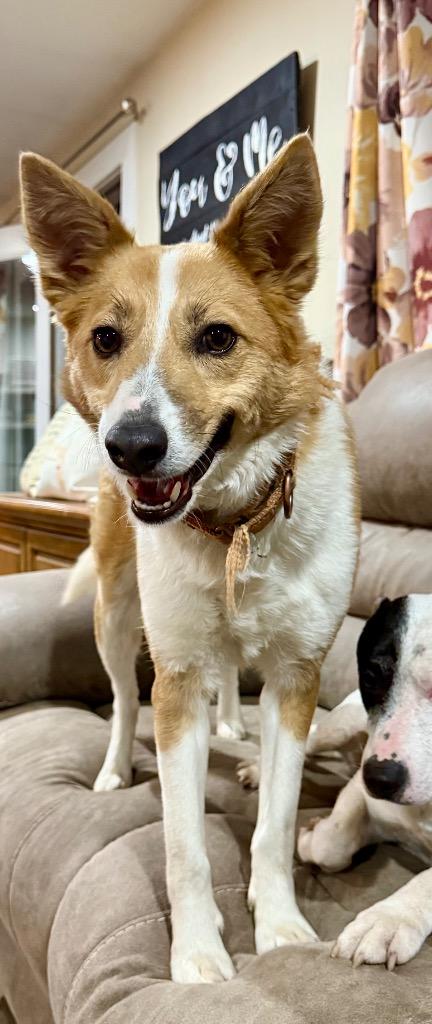 Dory, a Adoptable mixed breed in Decatur, IN image 2/4