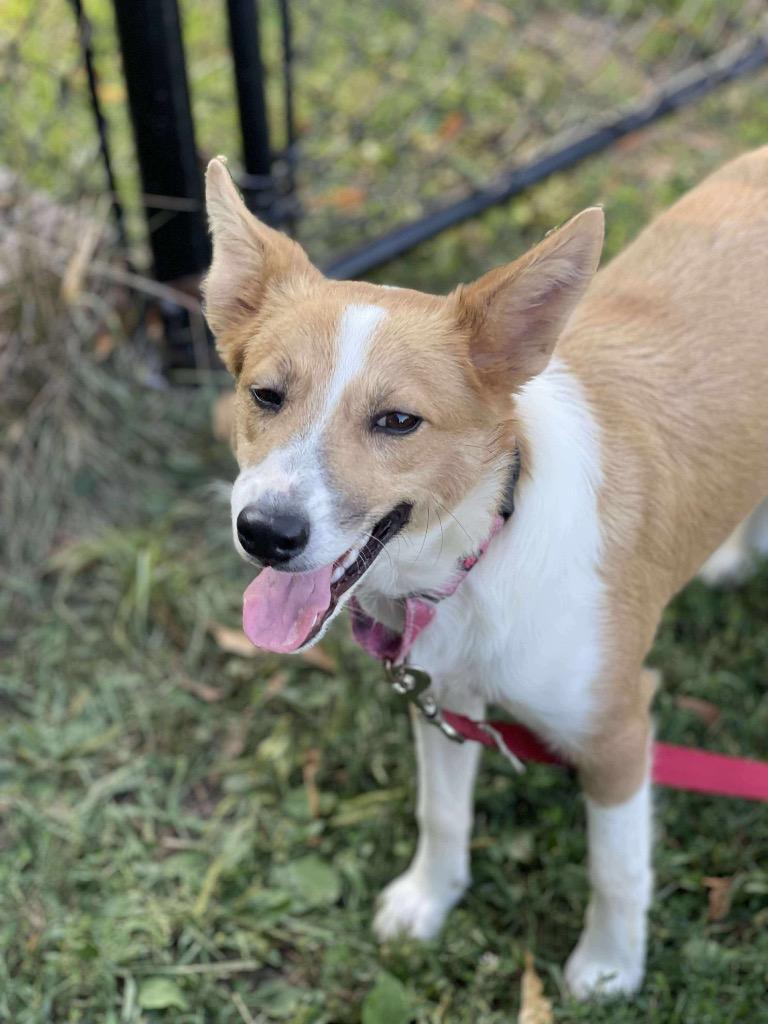 Dory, Adoptable, Young Female Mixed Breed.