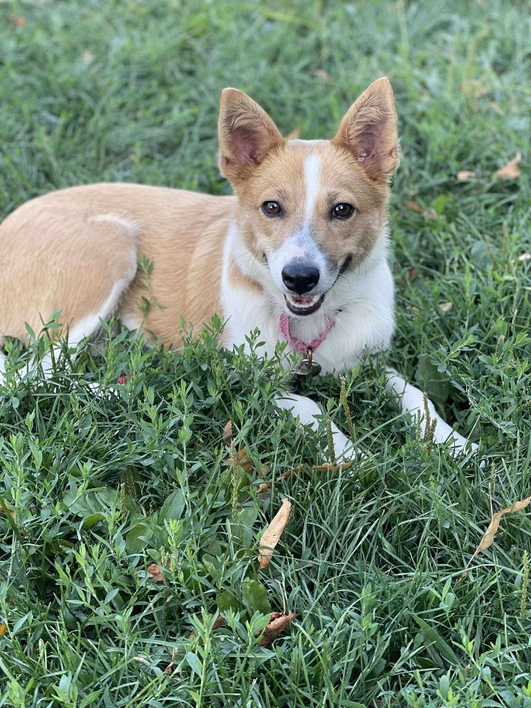 Dory, a Adoptable mixed breed in Decatur, IN image 2/2