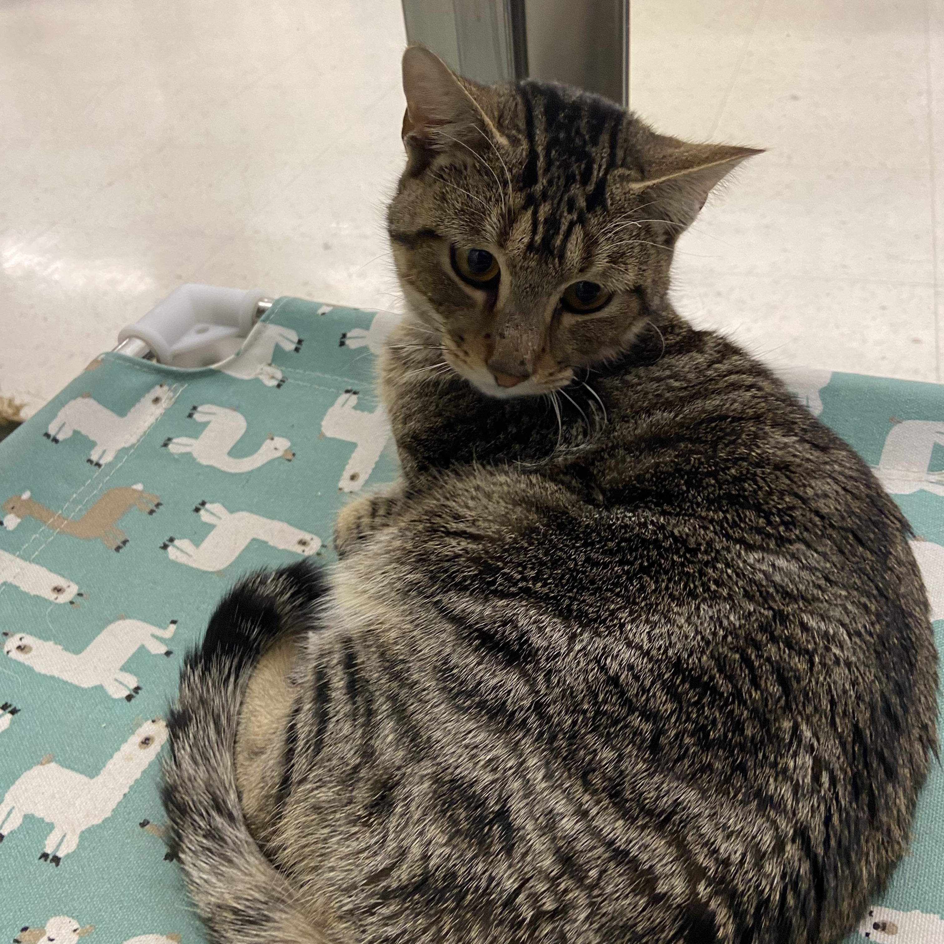 Machete * Very loving*, Adoptable, Adult Male Domestic Short Hair.