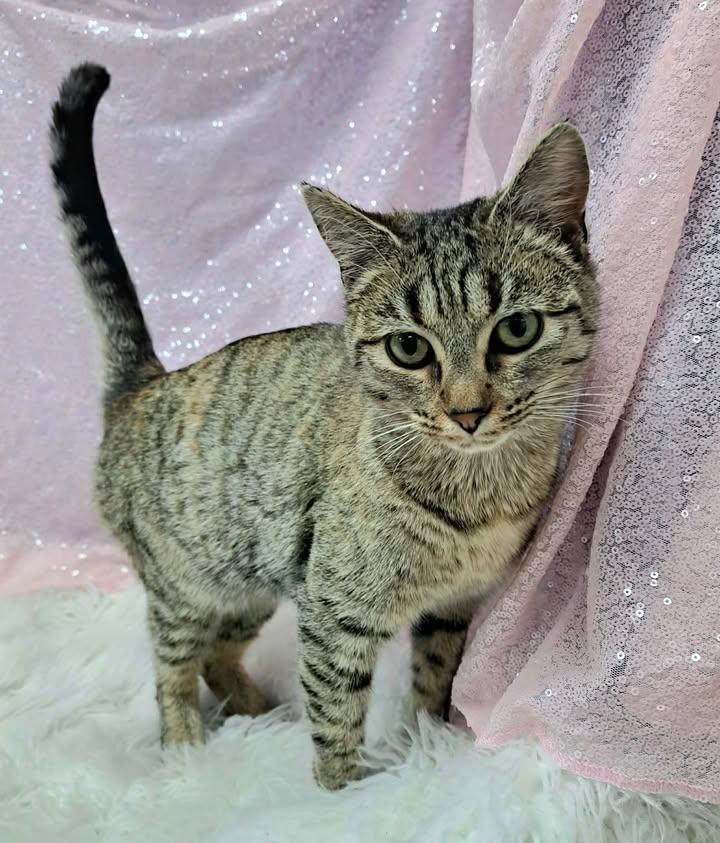 Oasis, Adoptable, Young Female Domestic Short Hair.
