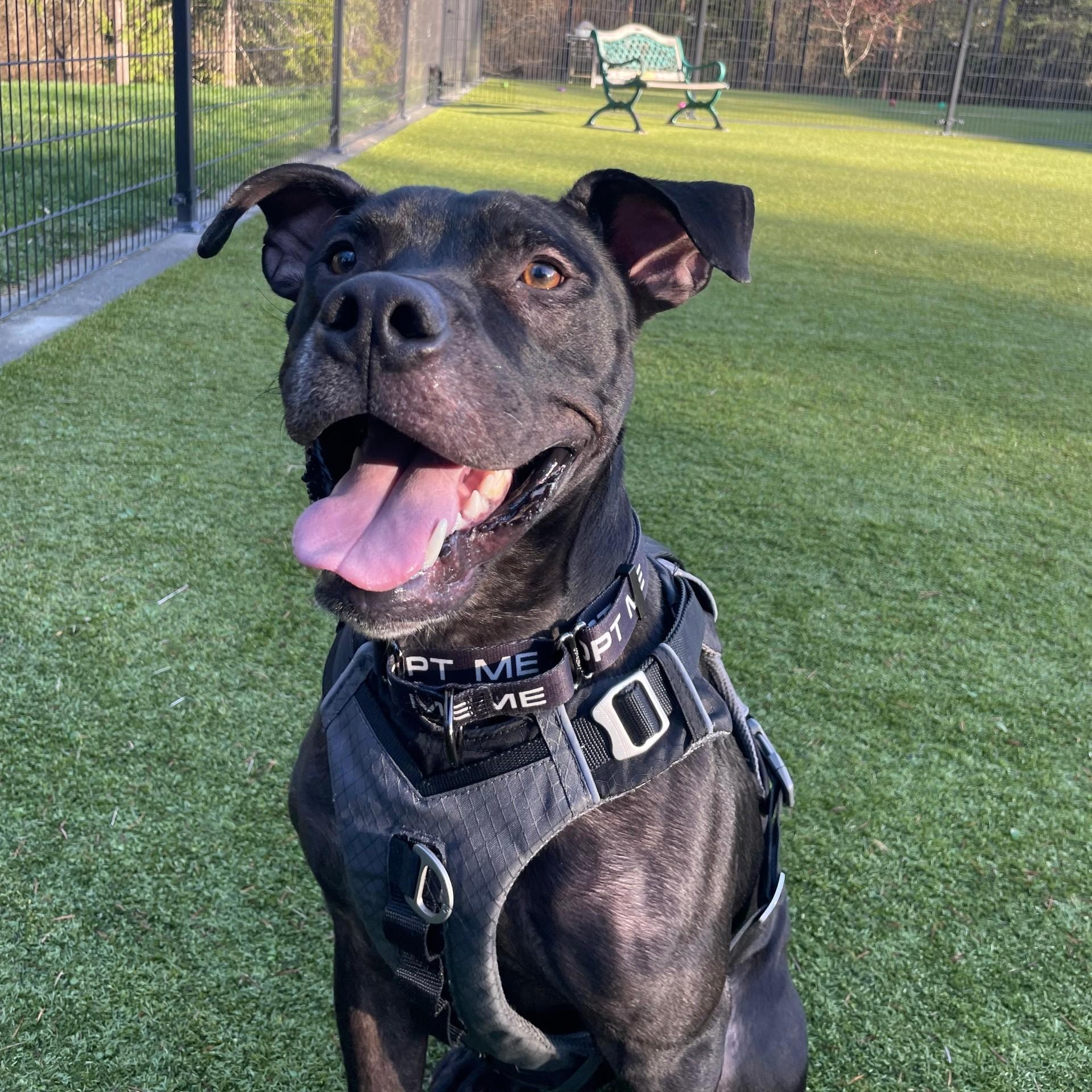 Diesel, ADOPTABLE, Adult Male Pit Bull Terrier & Black Labrador Retriever.