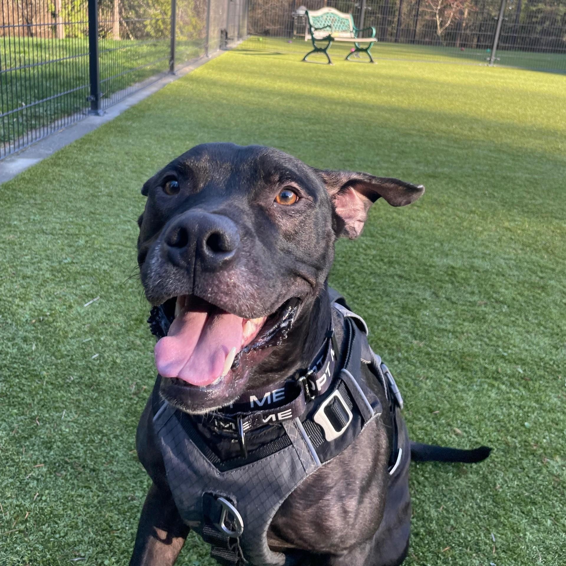 Diesel, a ADOPTABLE mixed breed in Friday Harbor, WA image 4/6