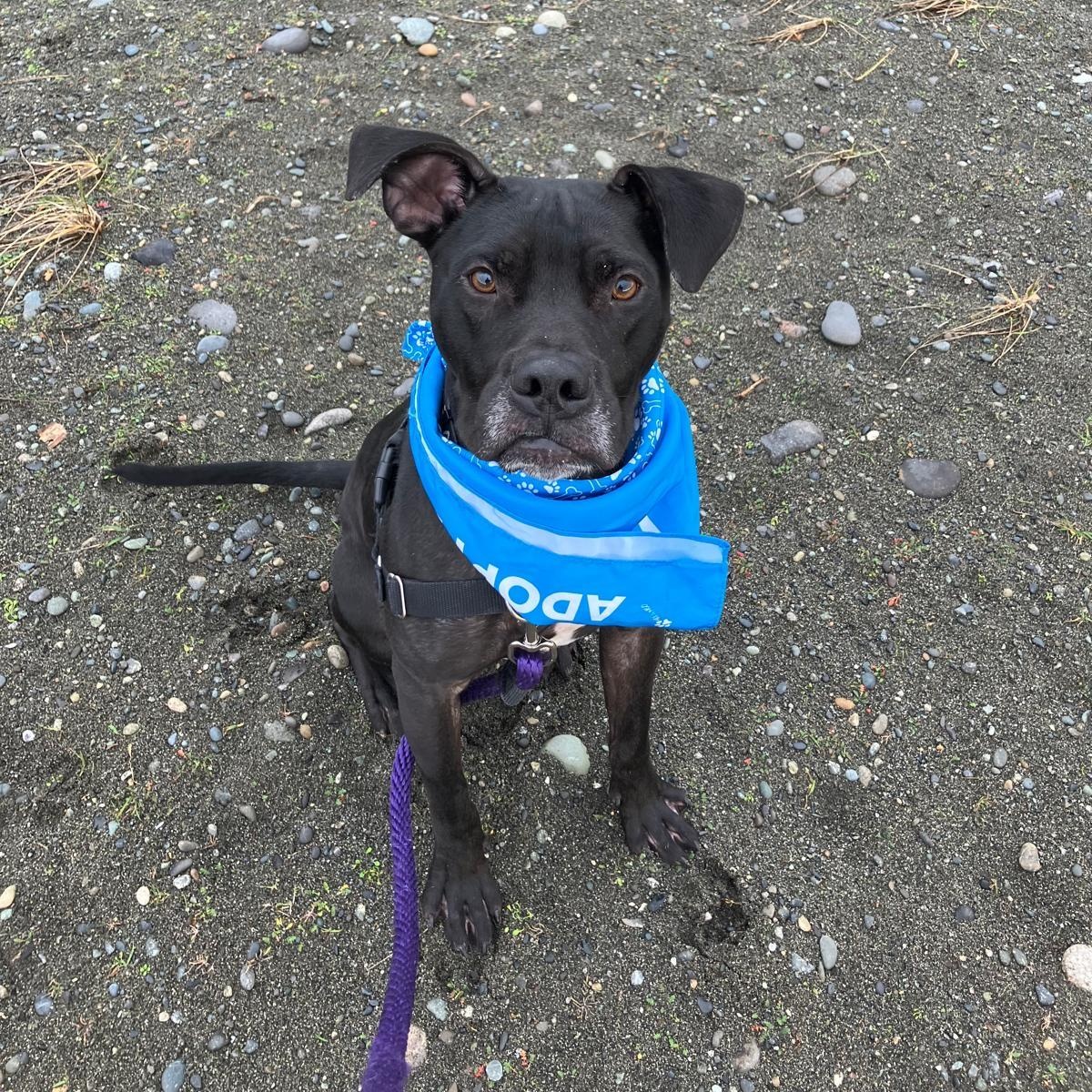 Enlarge Diesel, a ADOPTABLE mixed breed in Friday Harbor, WA image 2/6
