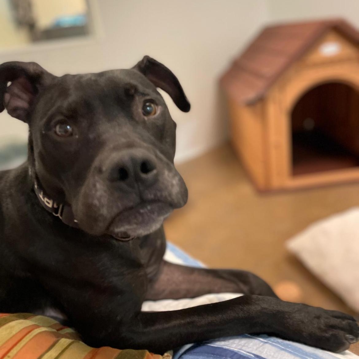 Enlarge Diesel, a ADOPTABLE mixed breed in Friday Harbor, WA image 5/6