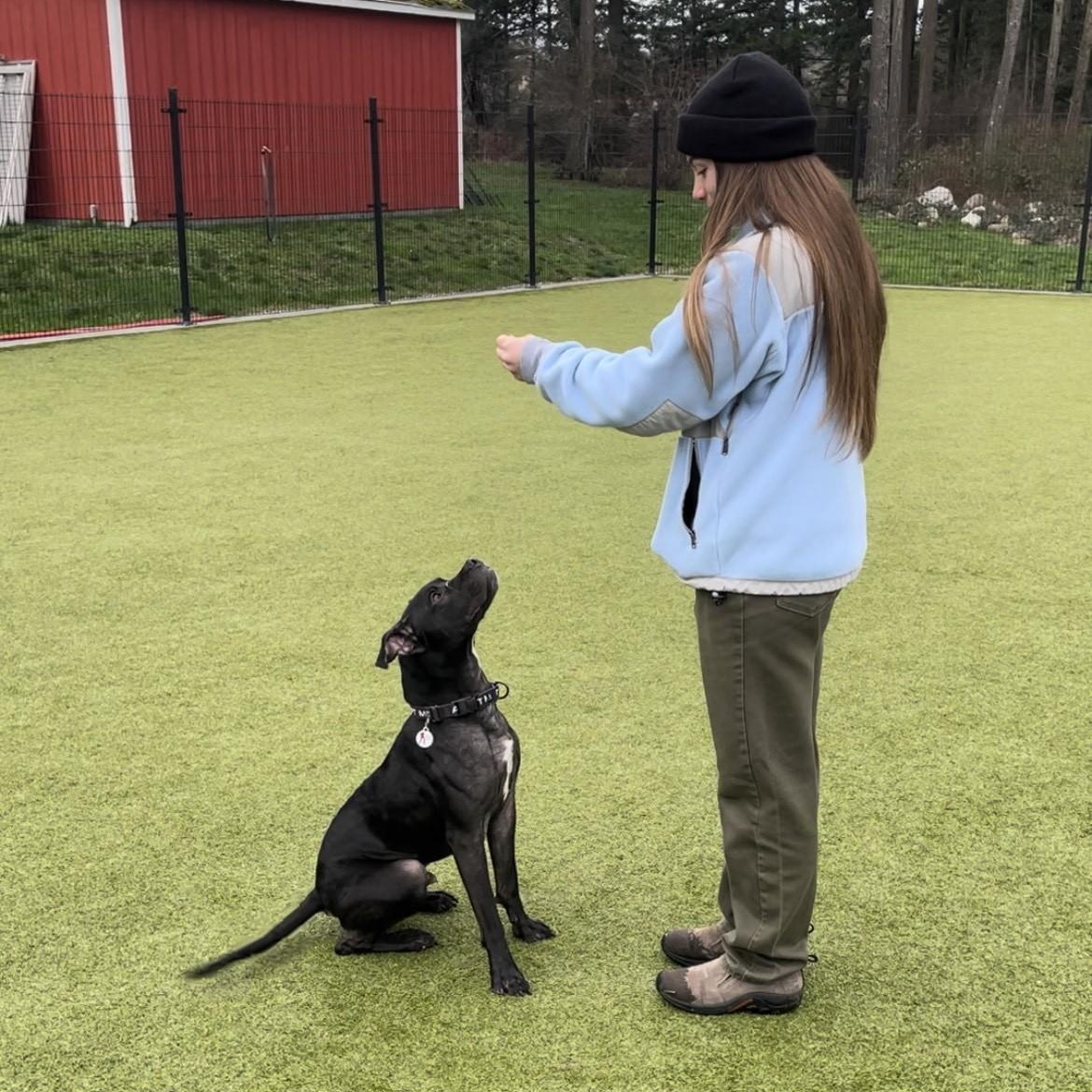 Diesel, a ADOPTABLE mixed breed in Friday Harbor, WA image 3/6