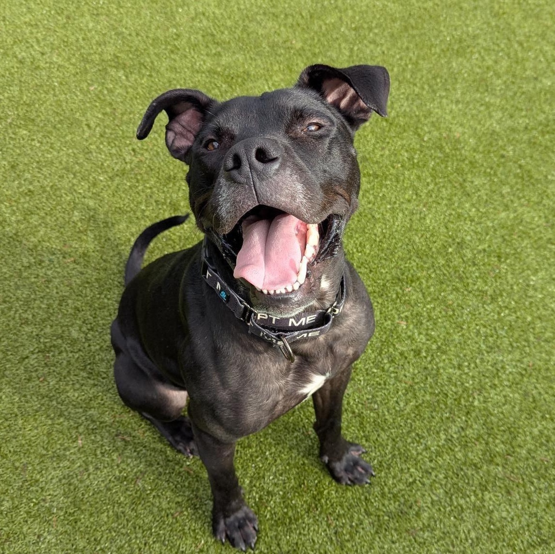 Enlarge Diesel, a ADOPTABLE mixed breed in Friday Harbor, WA image 1/6