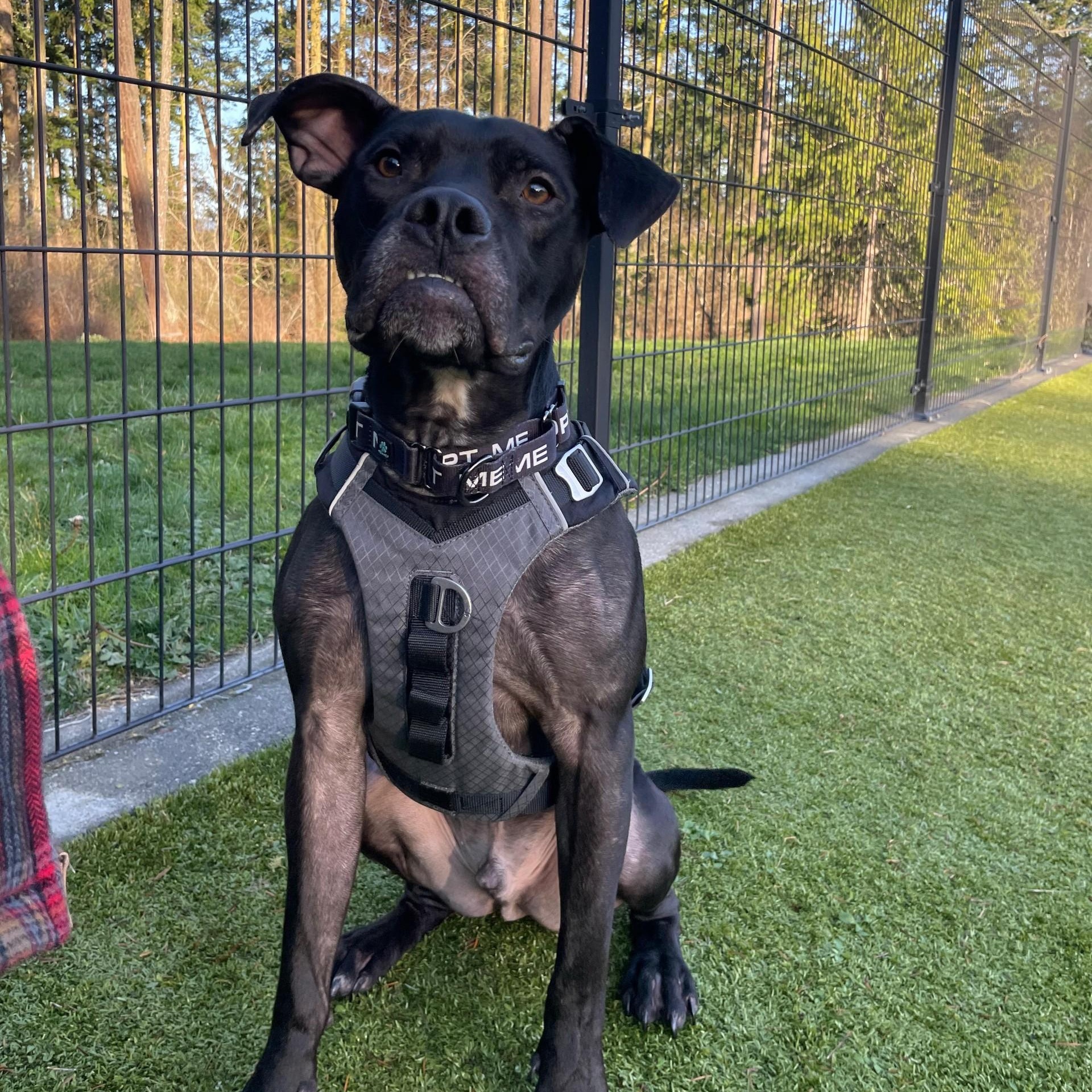 Diesel, a ADOPTABLE mixed breed in Friday Harbor, WA image 5/6