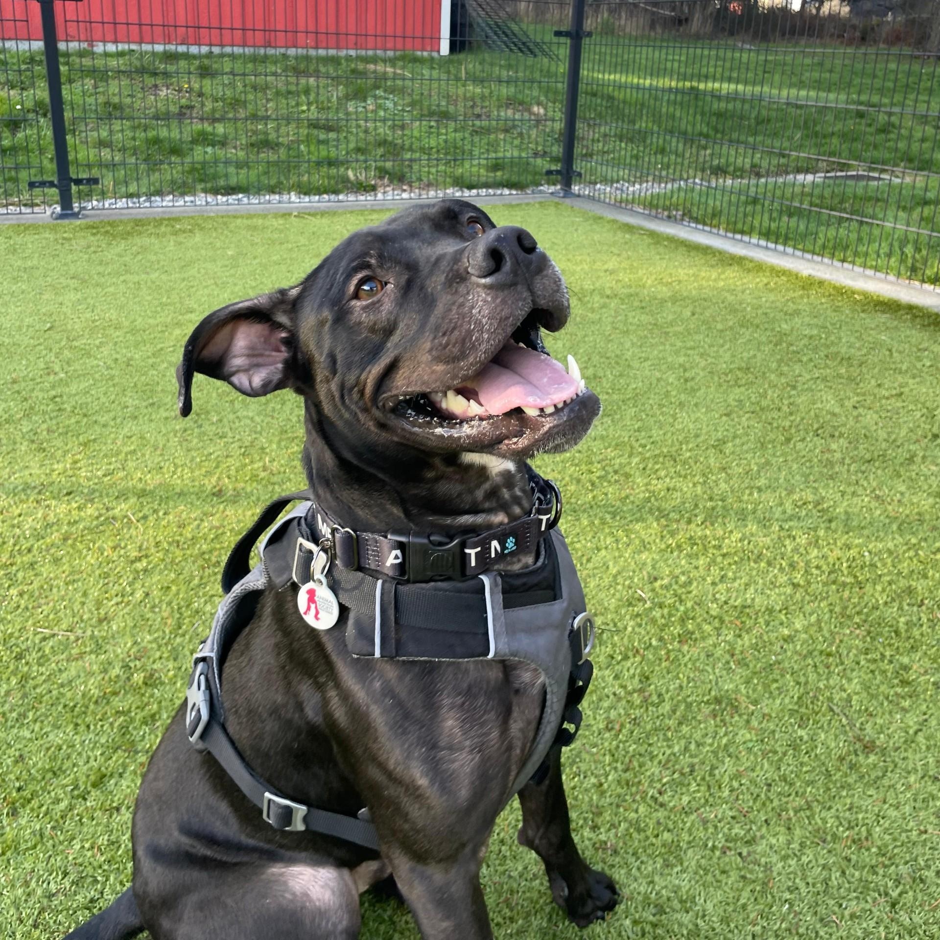 Diesel, a ADOPTABLE mixed breed in Friday Harbor, WA image 2/6