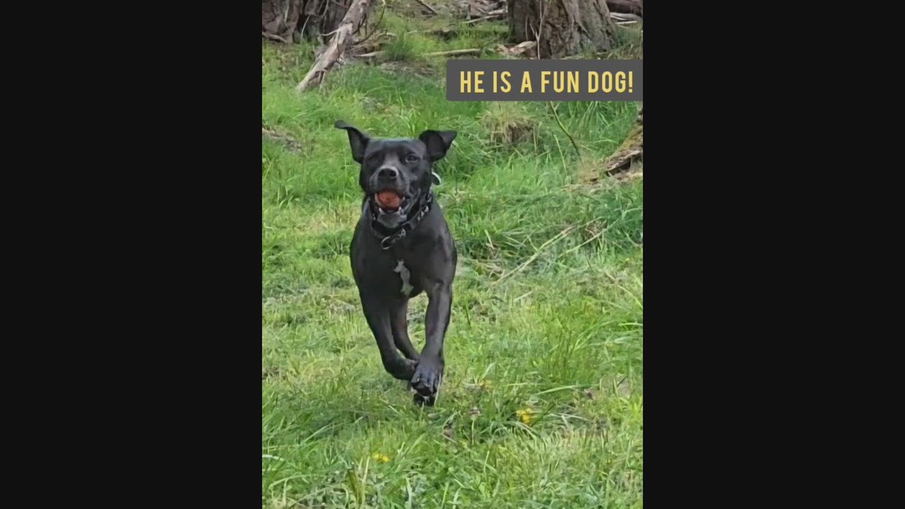 Enlarge Diesel, a ADOPTABLE mixed breed in Friday Harbor, WA video 6/6