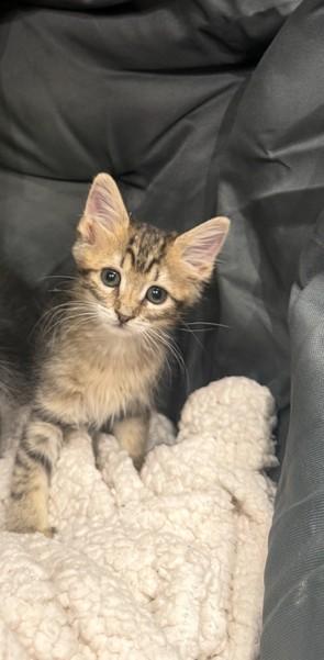 Enlarge Beatrix (Trixie), a ADOPTABLE Domestic Medium Hair in Sedalia, CO image 2/3