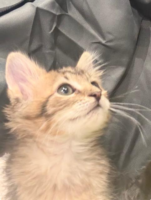 Enlarge Beatrix (Trixie), a ADOPTABLE Domestic Medium Hair in Sedalia, CO image 3/3