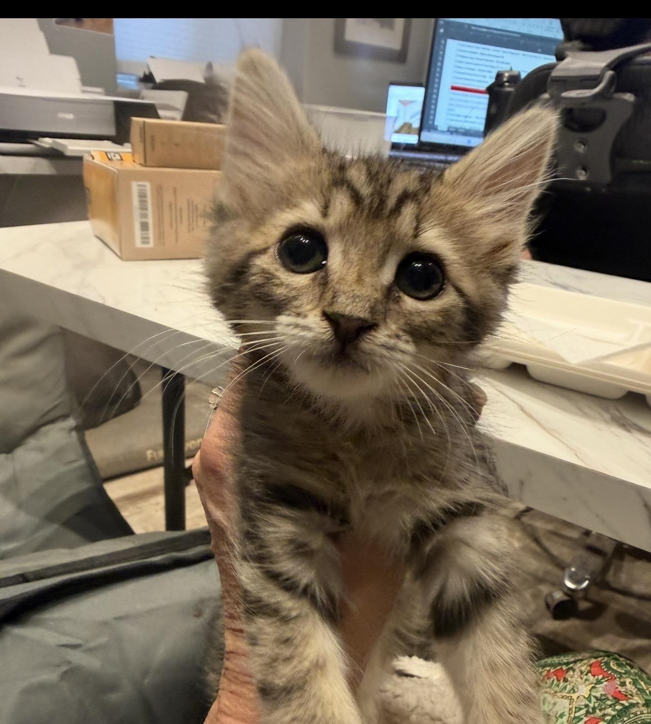 Beatrix (Trixie), ADOPTABLE, Kitten Female Domestic Medium Hair.
