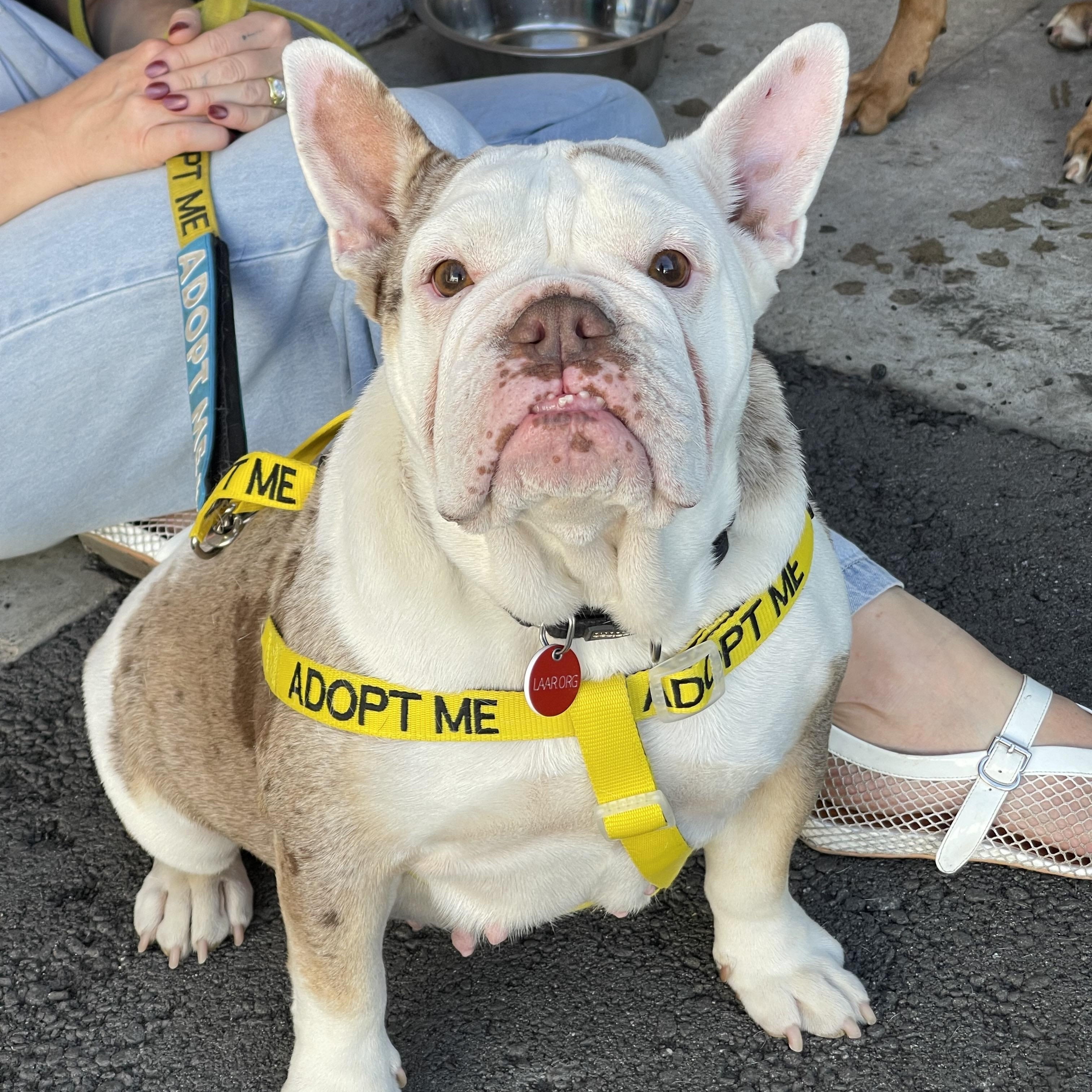Tammy Muffins aka Lulu Lemon, Adoptable, Adult Female Bulldog.