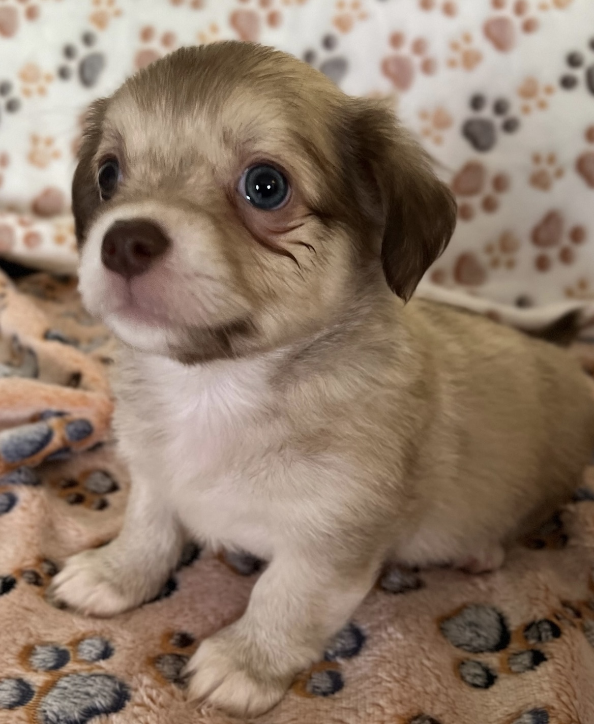 Bumble, Adopted, Puppy Male Chiweenie.