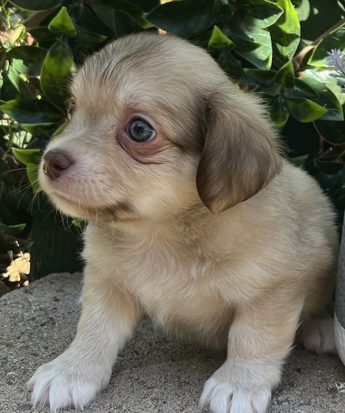 Enlarge Bumble, a Adopted Chiweenie in MURRIETA, CA image 2/2