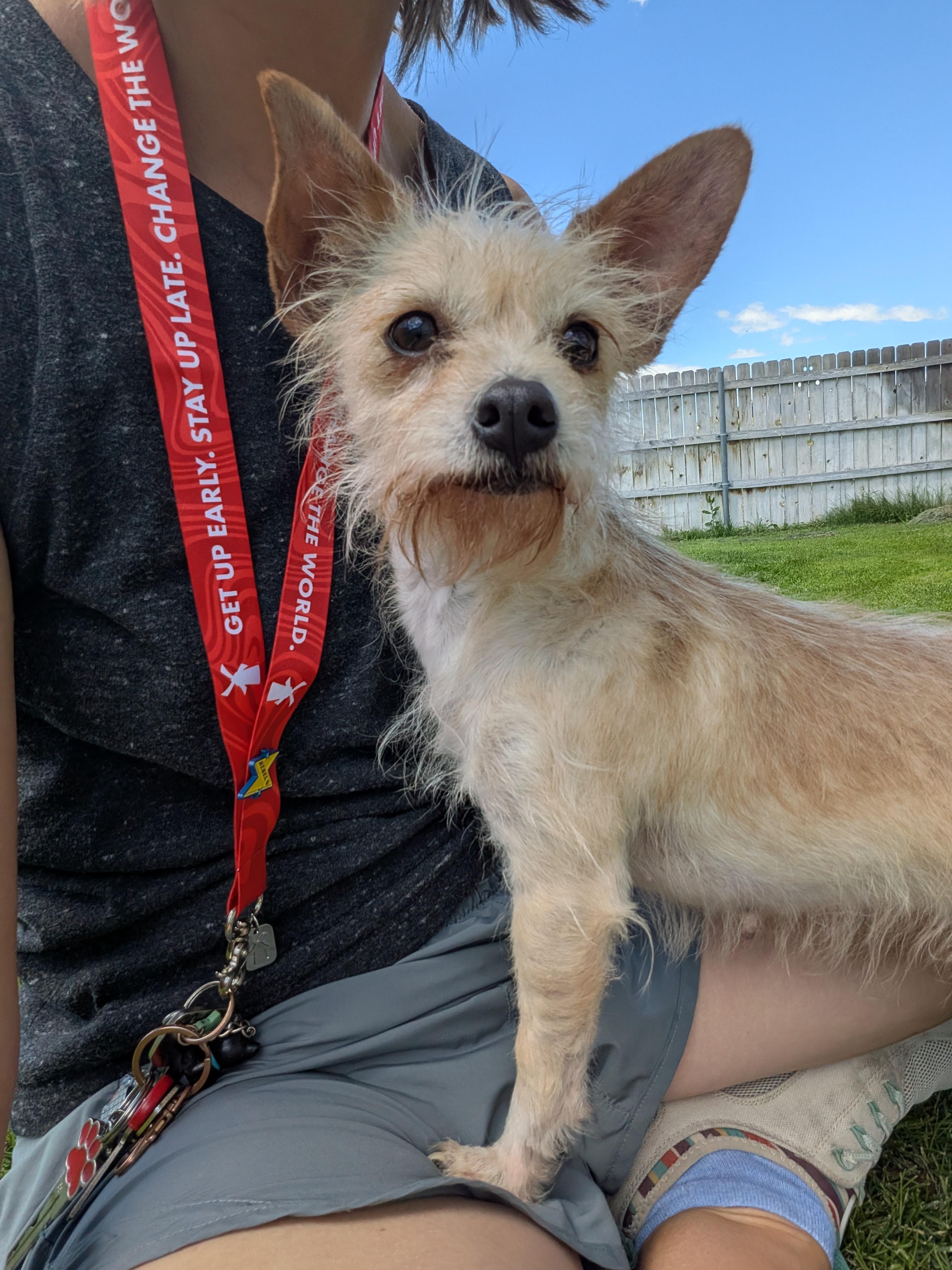 Jill, a ADOPTABLE mixed breed in Hermiston, OR image 1/4