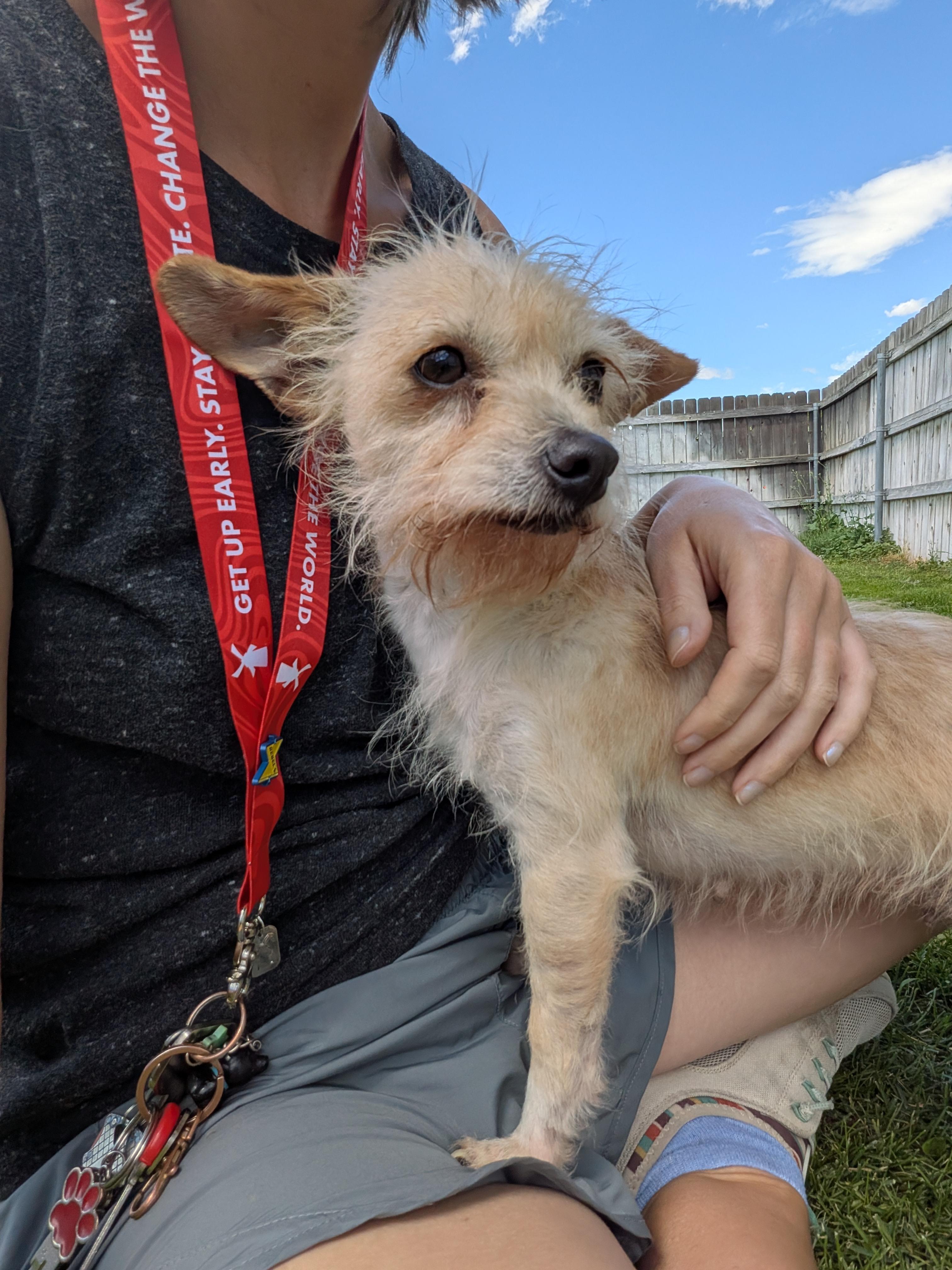 Jill, a ADOPTABLE mixed breed in Hermiston, OR image 3/4