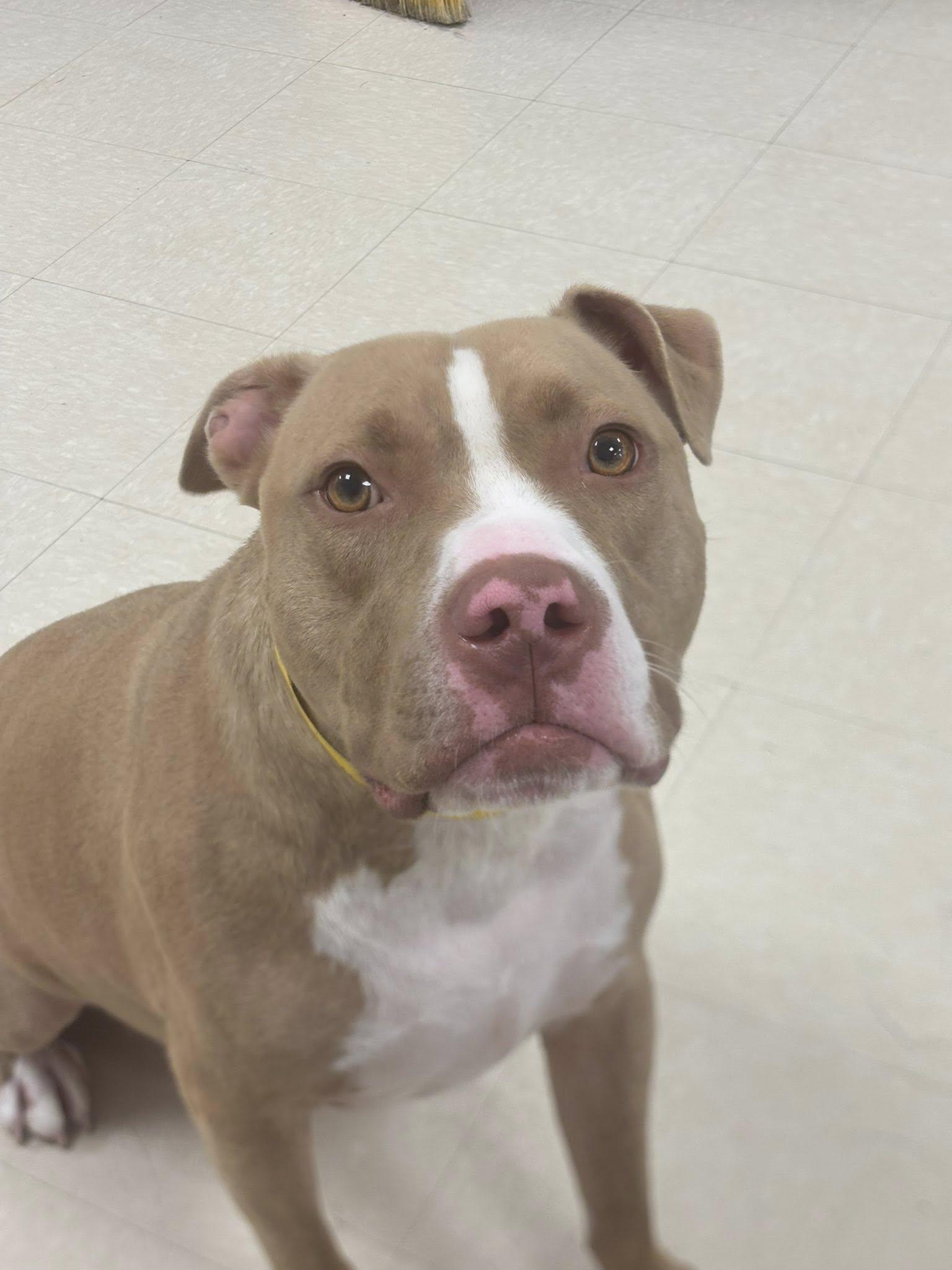 Cairo, a Adoptable Pit Bull Terrier in Clayton, NJ image 1/3