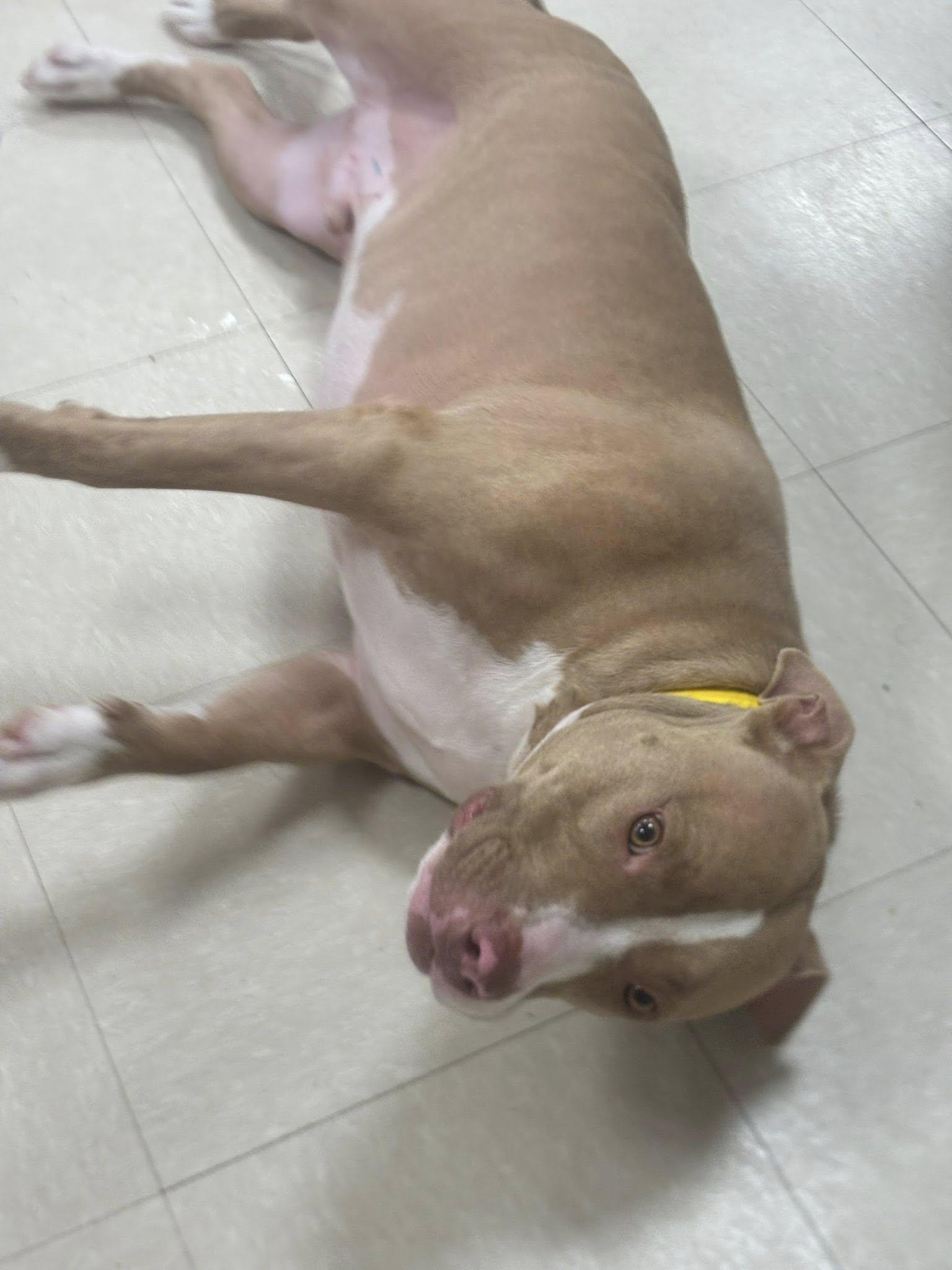Cairo, a Adoptable Pit Bull Terrier in Clayton, NJ image 2/3