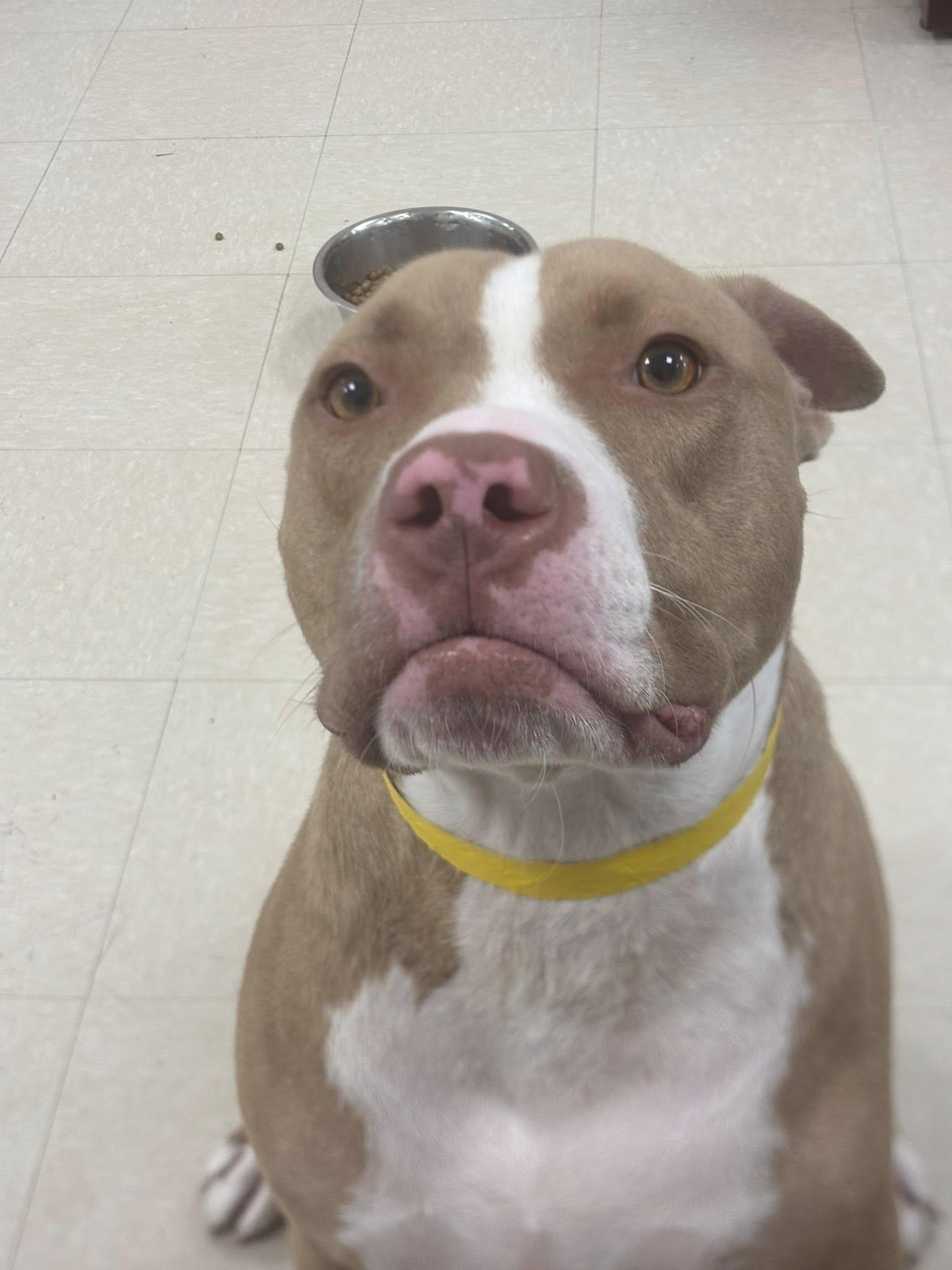 Cairo, a Adoptable Pit Bull Terrier in Clayton, NJ image 3/3