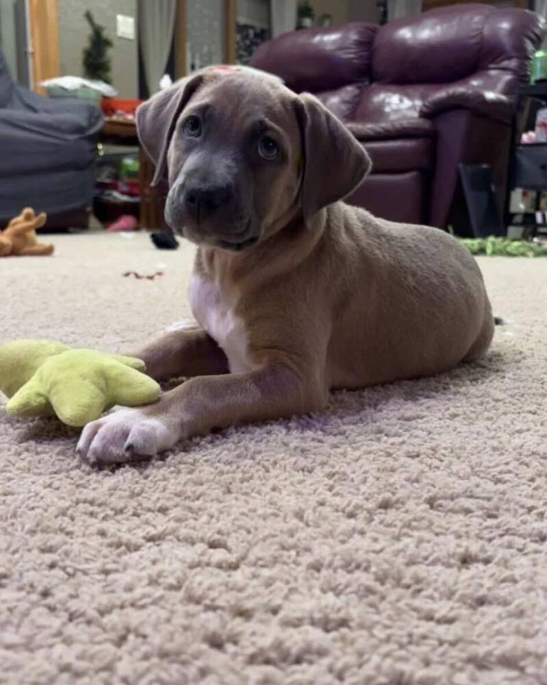 Enlarge Wyatt, a Adoptable mixed breed in Mandan, ND image 1/2