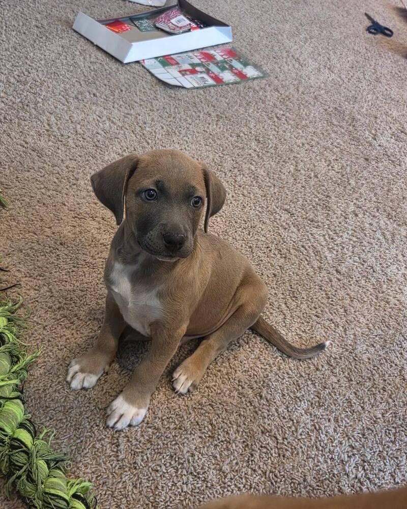 Enlarge Wyatt, a Adoptable mixed breed in Mandan, ND image 2/2