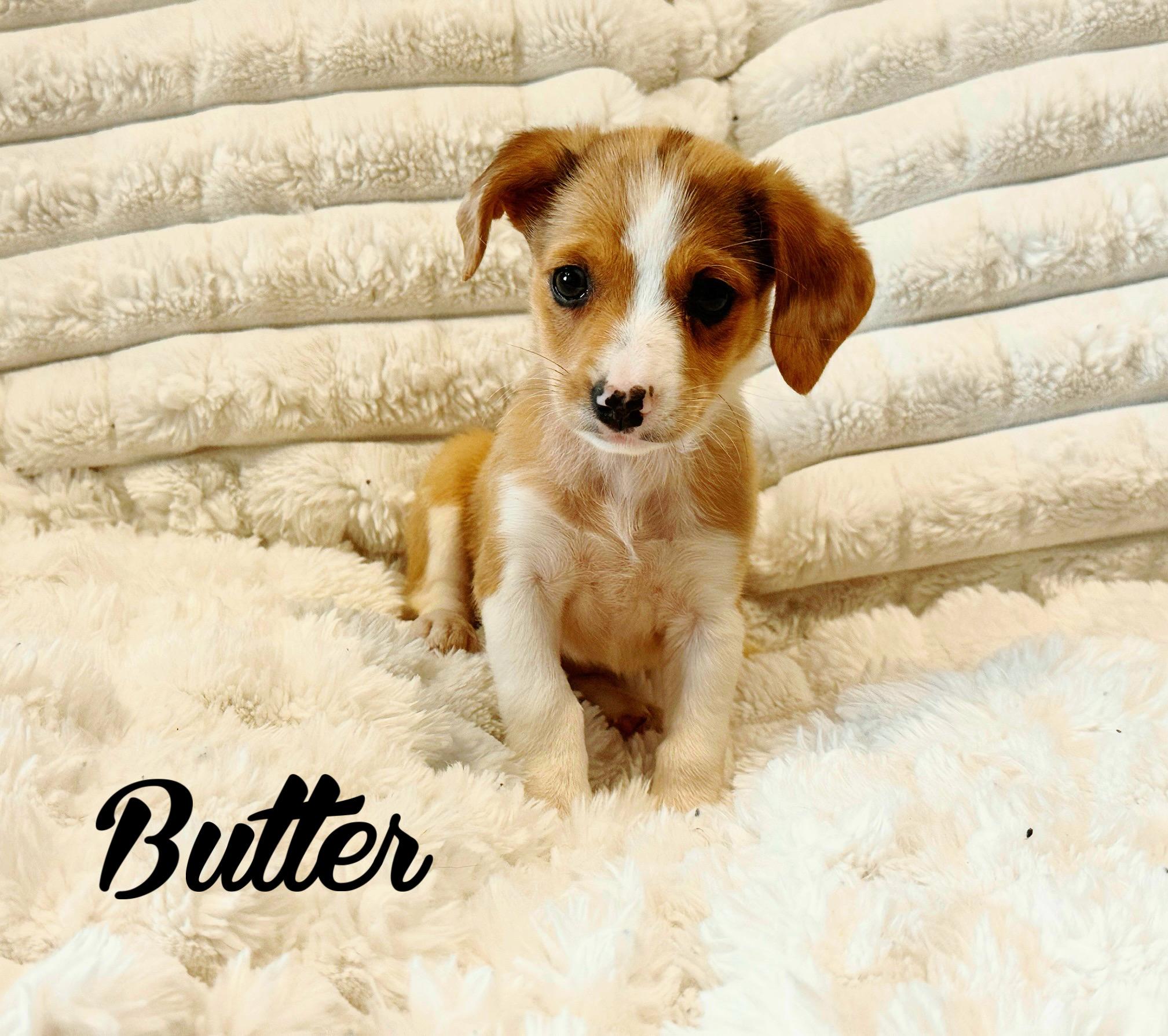 Butter