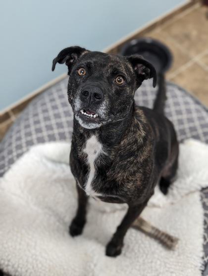 Enlarge Betty 1609-22, a Adoptable mixed breed in Cumming, GA image 1/3