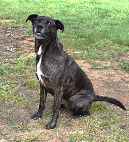 Enlarge Betty 1609-22, a Adoptable mixed breed in Cumming, GA image 3/3