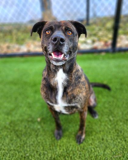 Enlarge Betty 1609-22, a Adoptable mixed breed in Cumming, GA image 3/3