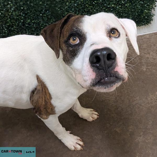 Enlarge Zeus, a Adoptable mixed breed in Lexington, KY image 1/1