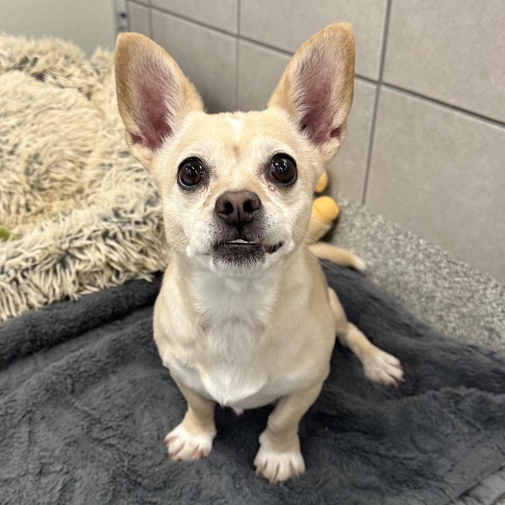 Princess Butterball, Adoptable, Senior Female Chihuahua.
