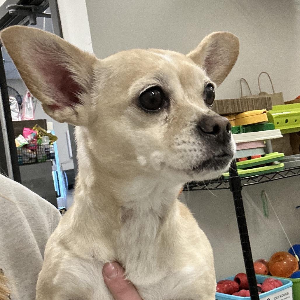 Princess Butterball, Adoptable, Senior Female Chihuahua.