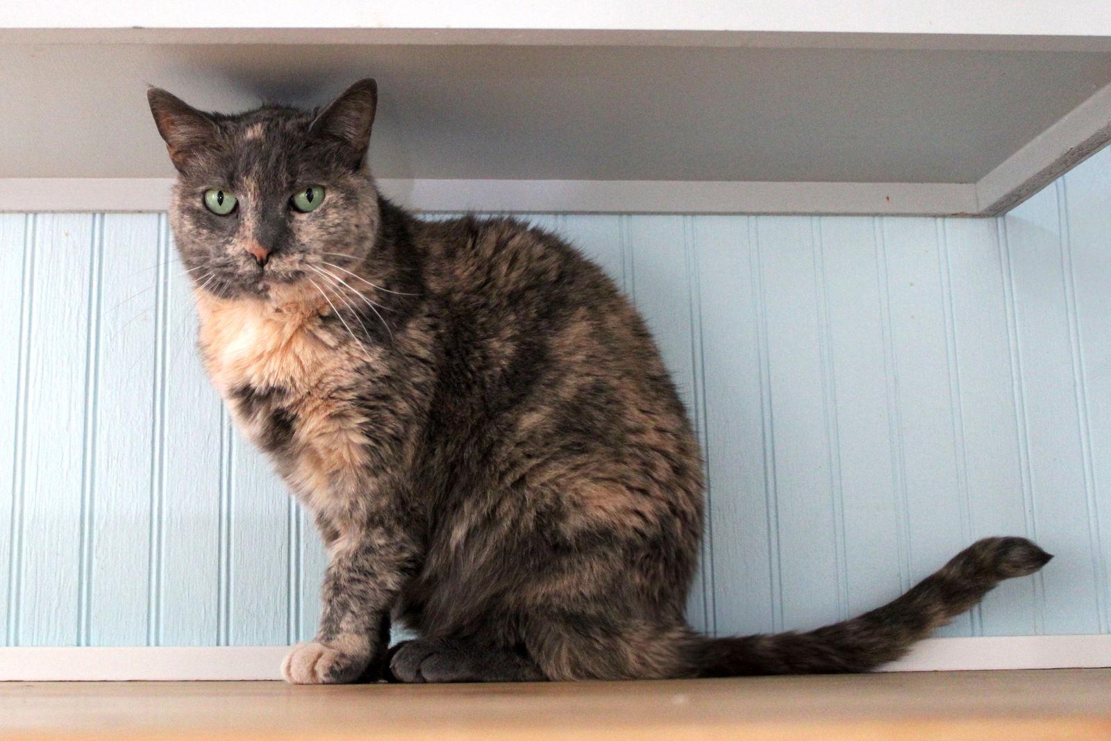 Enlarge LuLu, a Adoptable mixed breed in Buford, GA image 1/3