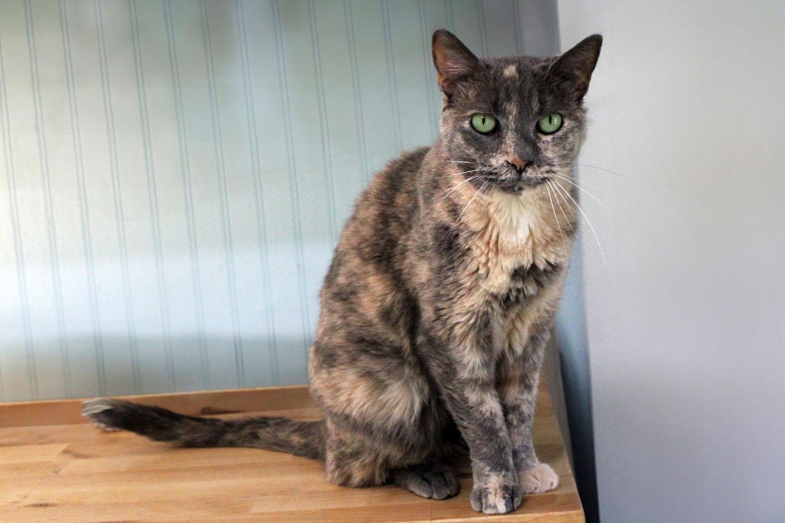 Enlarge LuLu, a Adoptable mixed breed in Buford, GA image 2/3